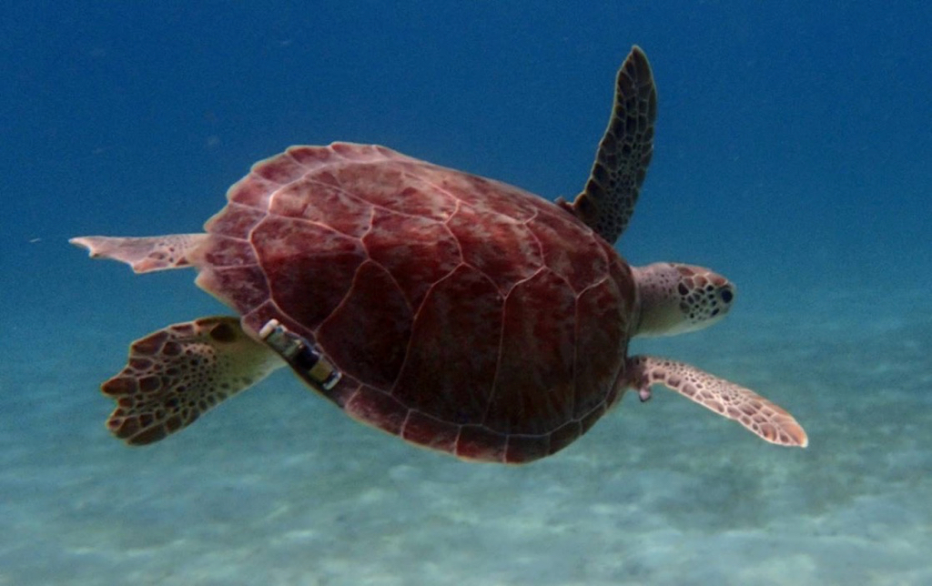 A green sea turtle with acoustic tag swims in Brewers Bay. (Photo by John Cassell)