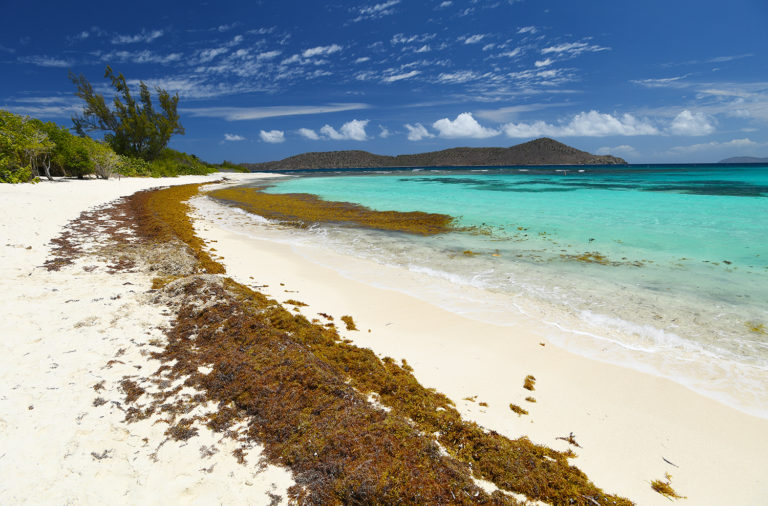 Lindquist Beach to Reopen for Swimming as Sargassum Conditions Improve