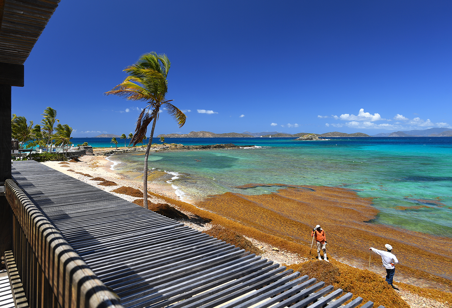 Spread of Sargassum Seaweed May be ‘New Normal’ St. Thomas Source