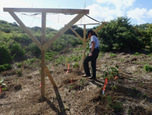 Zandy Hillis-Starr walks through some of the latest planting of native species. (Source photo by Susan Ellis)