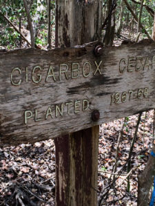 Remnant sign indicates the site of tree plantings from 1967-1968. (Photo by Grizelle González, USDA FS-IITF)