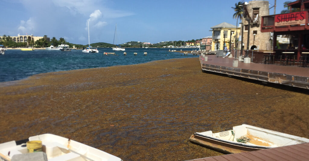 Sargassum piles up in Christiansted harbor Aug. 16 – and the problem on St. Croix is not considered as bad as it is on the beaches of St. Thomas. Source photo by Susan Ellis)