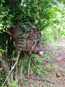 Arboreal termites are critical to healthy forests. (Source photo by Amy Roberts)