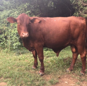 Thomas the Bull (Submitted family photo)