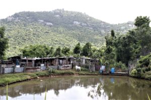 A farm in the Dorothea area on the West End of St. Thomas. (Photo by Bethaney Lee)