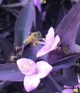 A bee approaches a flower to sample its nectar. (Photo by Renee Sweany)