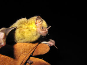 The Jamaican Fruit-eating bat. (Photo submitted by Renata Platenberg)