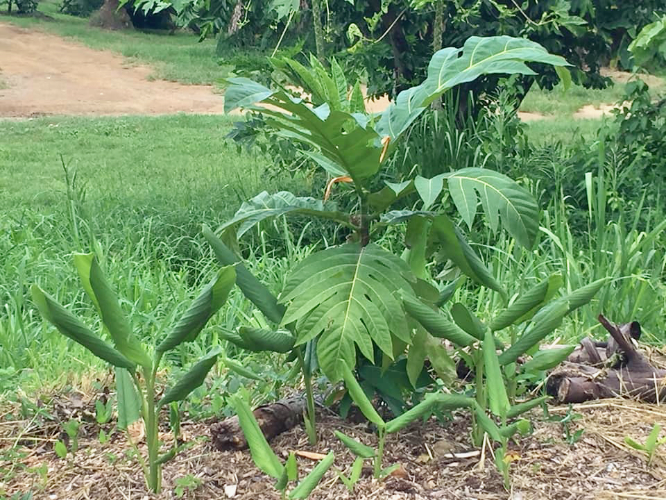 A young breadfruit tree planted alongside turmeric plants on Ridge to Reef Farm. (Photo provided by Nate Olive, Ridge to Reef Farm)