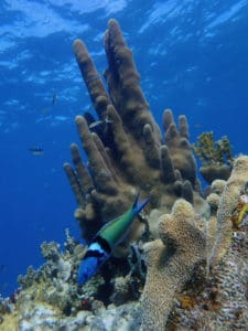 Healthy coral reef at Cow Rock, St. Thomas. (Source photo by Dave MacVean)