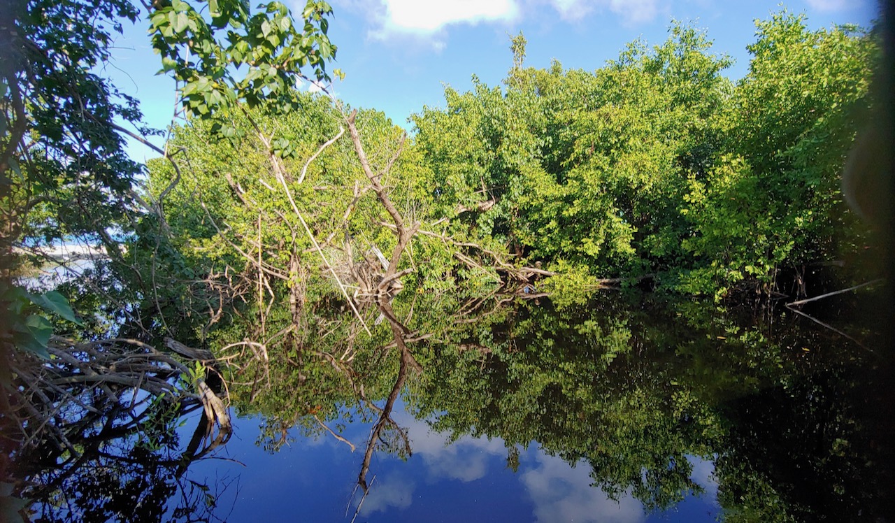 A healthy mangrove lagoon at Magens Bay, a protected nature preserve. (S. Pennington photo)
