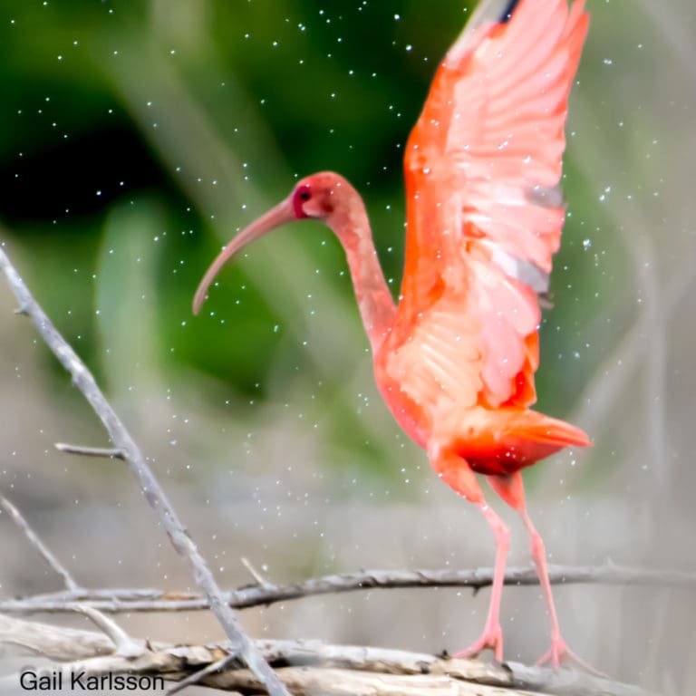 A Scarlet Ibis Visits St. John