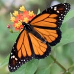 13 Monarch butterfly on tropical milkweed -8318
