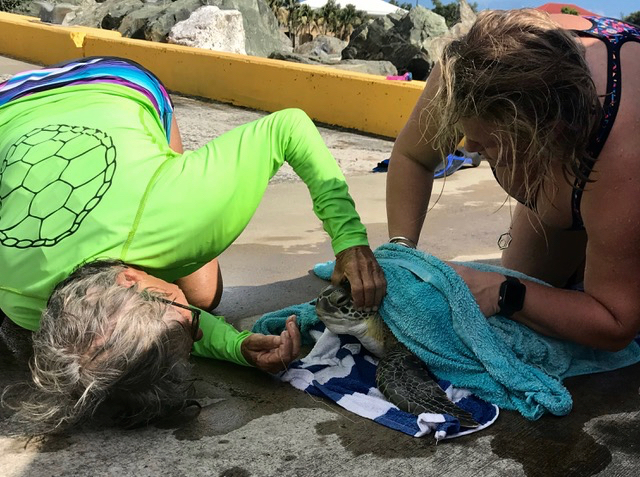 Green Turtle Returned to Sea After Rescue