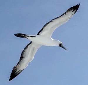 Masked boobies nest on offshore islands. Clearing these islands of rats helps protect their eggs. (Source photo by Gail Karlsson)