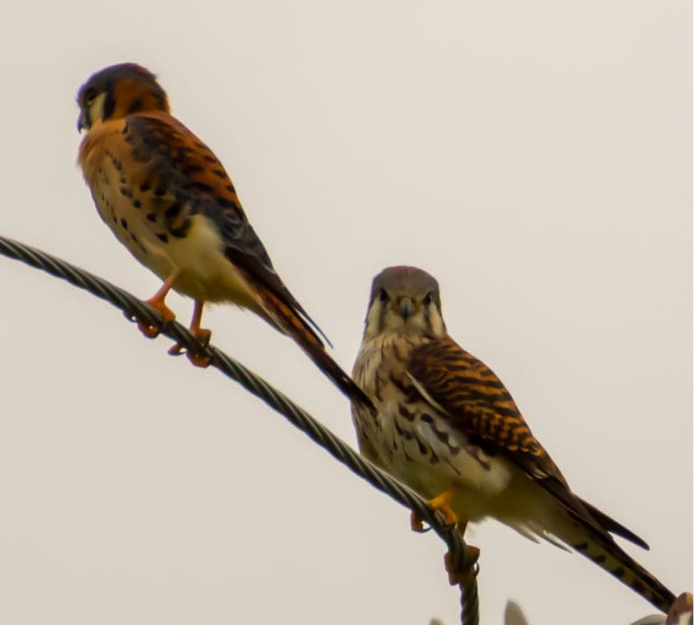 Group Protects V.I. Airports from Dangers Posed by Birds, and Birds from People