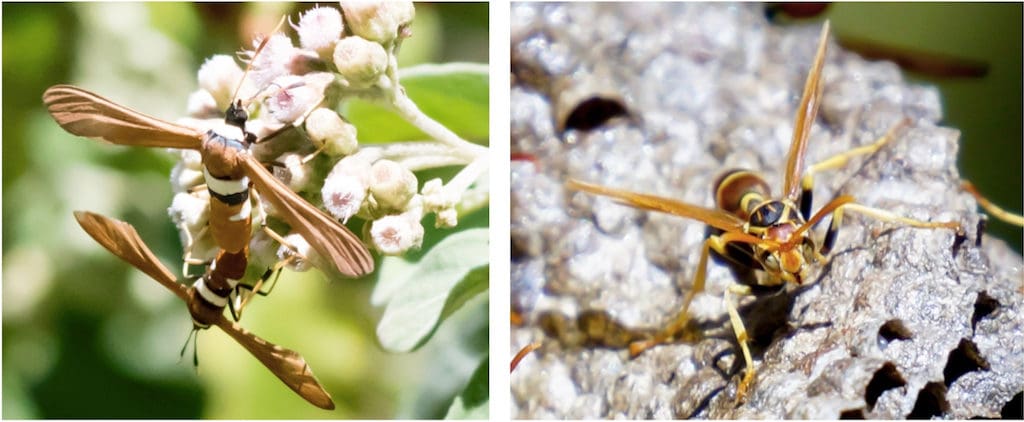 The Horama pretus moth resembles the Jack Spaniard wasp, and that disguise gives them a degree of protection. (Photo by Gail Karlsson)