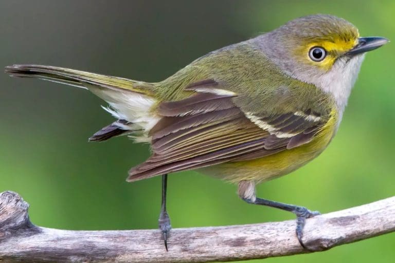 Audubon’s 2019 Christmas Bird Count Releases Results
