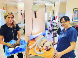 Sunshine Foundation co-founders Dr. Stacia Jung and Anna Loizeaux Beall prepare to neuter Rubble, a canine client. (Photo provided by the Sunshine Foundation)