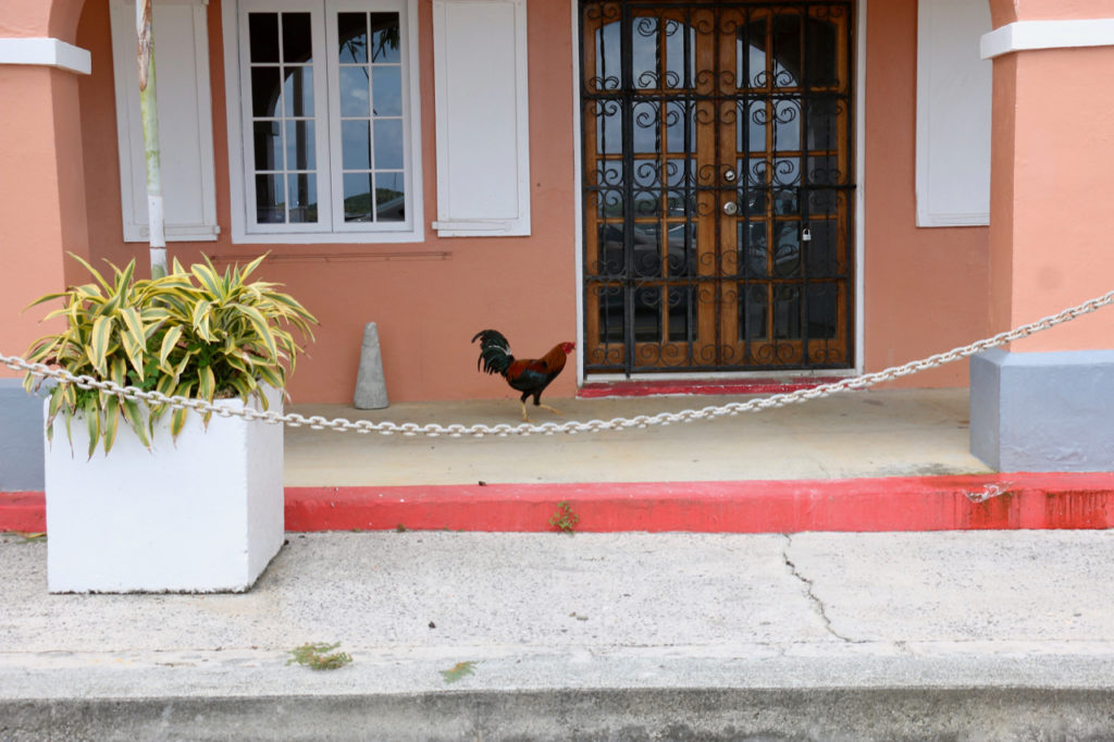 A lone rooster strolls in front of the King Christian Hotel on the waterfront. (Source photo by Linda Morland)