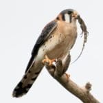 Kestrel with anole