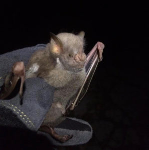 Researchers wear protective gloves when handling bats. (Photo by Renata Platenberg)