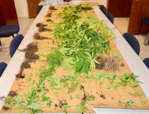 A portion of the marijuana plants confiscated Wednesday from a location in Hospital Ground. (VIPD photo)