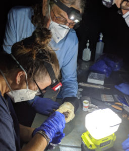 V.I. wildlife researchers Steve Matthews and Kitty Edwards measure a bat trapped on St. Thomas. This type of research has been curtailed this year by the COVID-19 pandemic. (Photo by Renata Platenberg)
