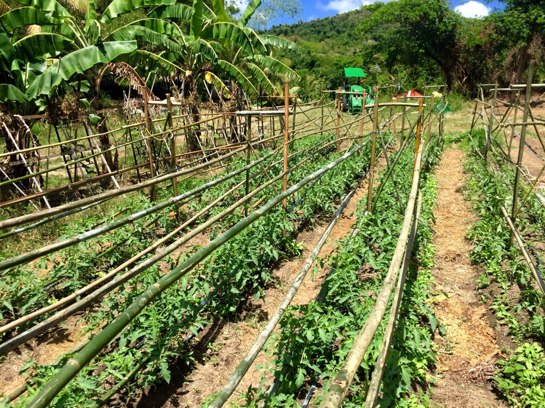 Neat lines of produce are planted at Ridge to Reef Farm. (Photo courtesy of Ridge to Reef Farm Director Nate Olive)