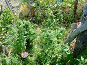 Some of the larger marijuana plants seized near the Walter I.M. Hodge Pavilion housing community. (VIPD photo)