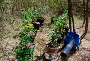 Marijuana plants and growing equipment found at one of the cultivation sites. (VIPD photo)