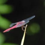 Dragonfly fragility crop
