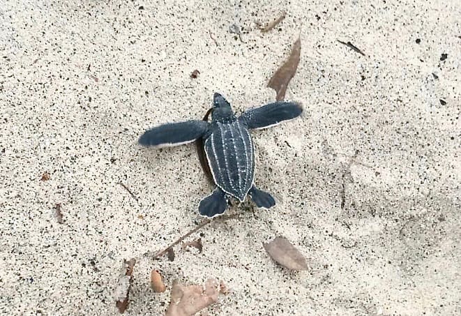 St. Thomas and St. John Get Rare Visits from the World’s Biggest Turtles