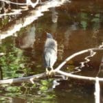 baby green heron crop