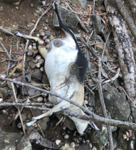 A pregnant goat that was illegally shot in the belly and left to bleed out. (Submitted photo)