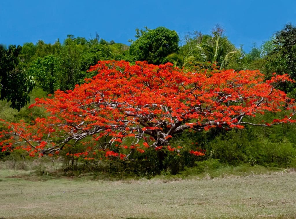 Did You Know Flamboyant Trees Are Originally From Madagascar St Thomas Source