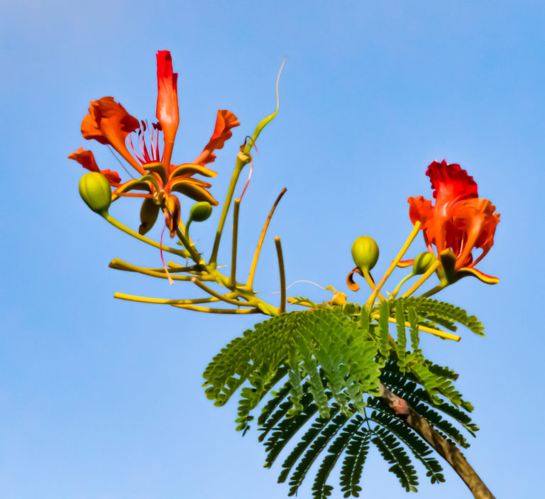 Did You Know Flamboyant Trees Are Originally From Madagascar?