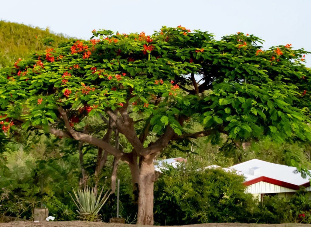 Did You Know Flamboyant Trees Are Originally From Madagascar St Thomas Source