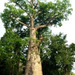 VIS Photo 2 September 2020 baobab