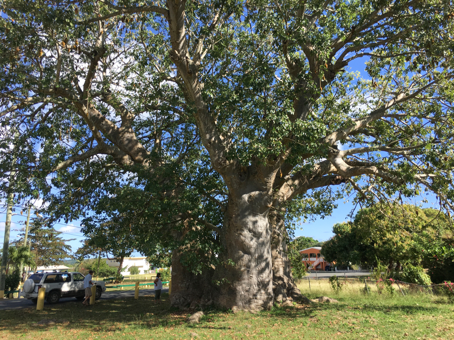 The huge baobab tree at Grove Place on St. Croix has four separate trunks. (Source photo by Gail Karlsson)