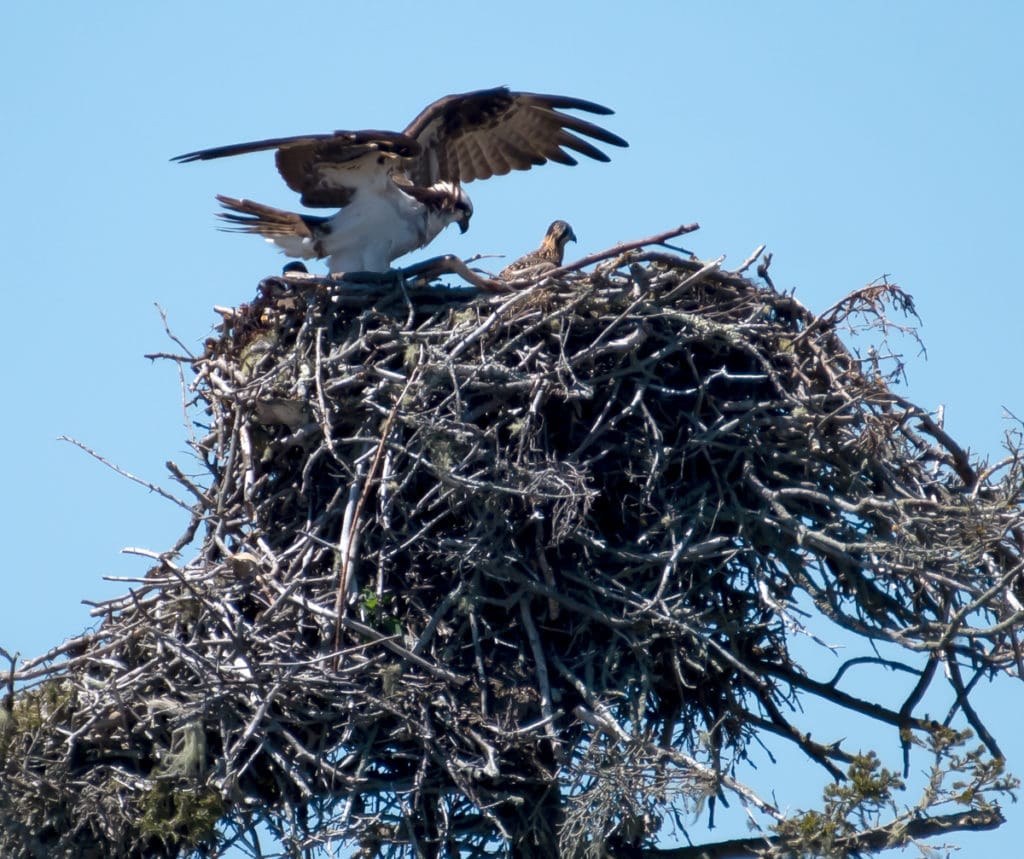 Watch Out for Ospreys Arriving in the Virgin Islands | St. Thomas Source