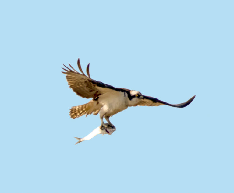 Watch Out for Ospreys Arriving in the Virgin Islands