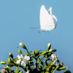 VIS 1 white butterfly