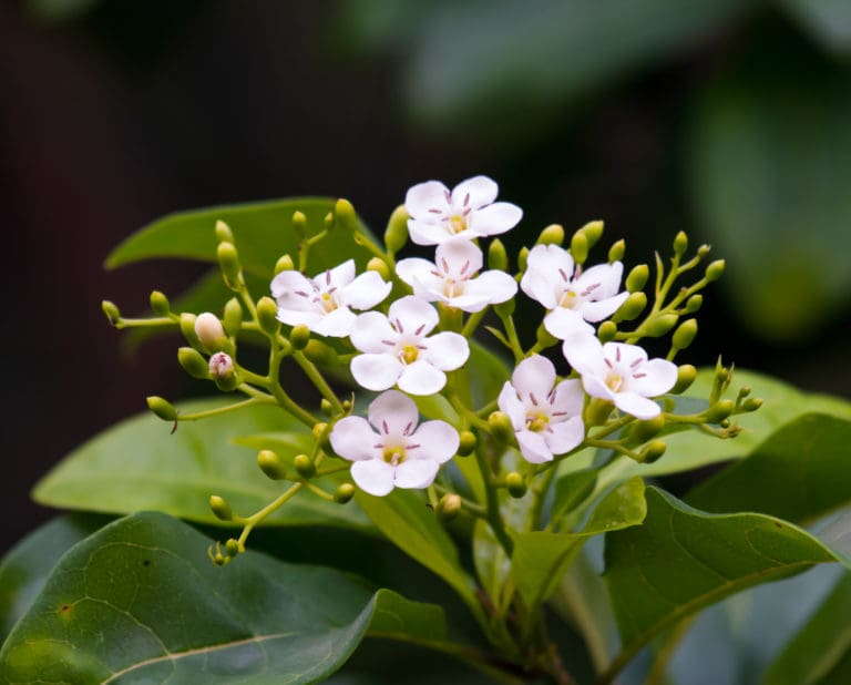 Pigeon Berry Trees Attract Bees and Butterflies, As Well As Birds