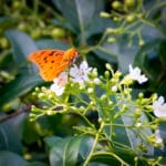 VIS 3 fritillary butterfly