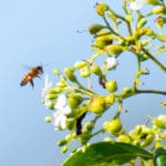 VIS 4 honeybee