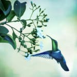 VIS 5 hummingbird