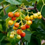 VIS 6 pigeon berries