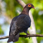 VIS 7 scaly-naped pigeon