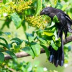 VIS 8 Smooth-billed Ani