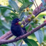 VIS 9 Lesser Antillean Bullfinch